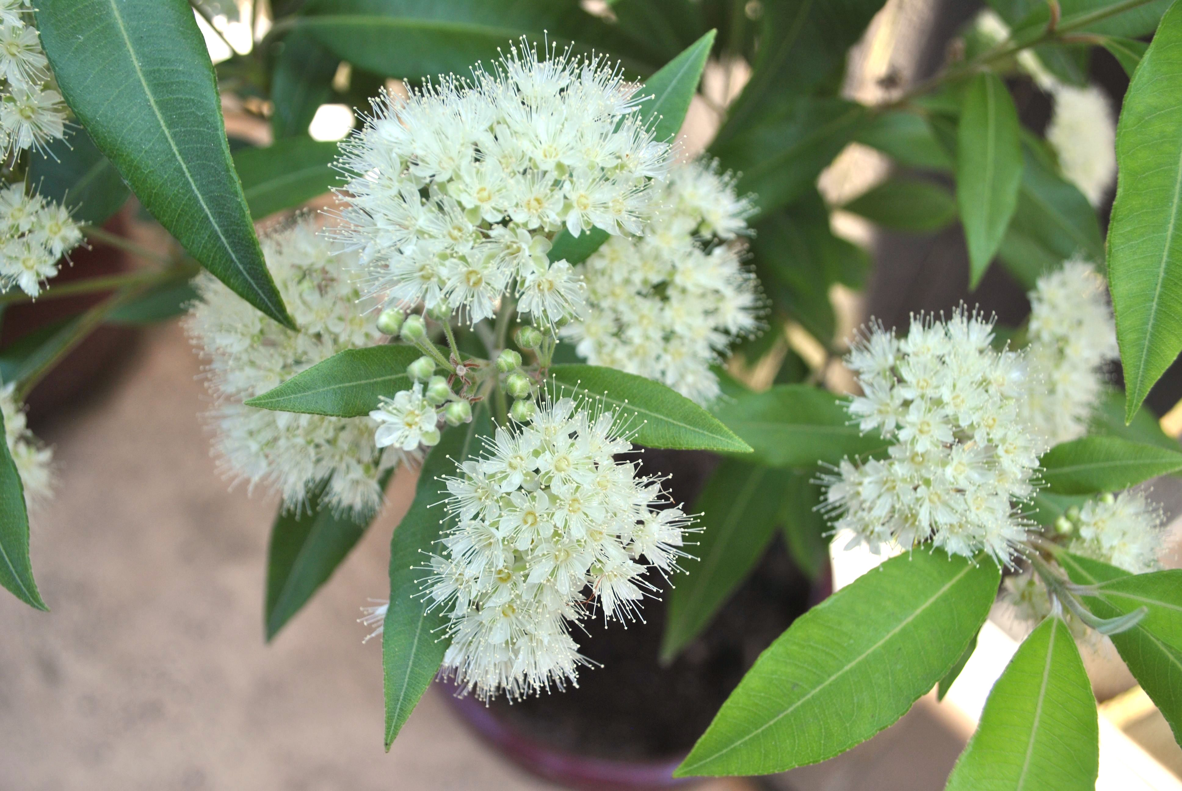 Grow your own lemon myrtle – small green things