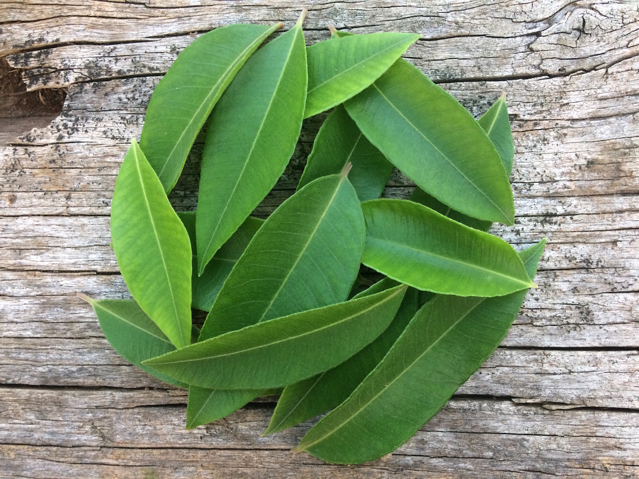 grow-your-own-lemon-myrtle-small-green-things