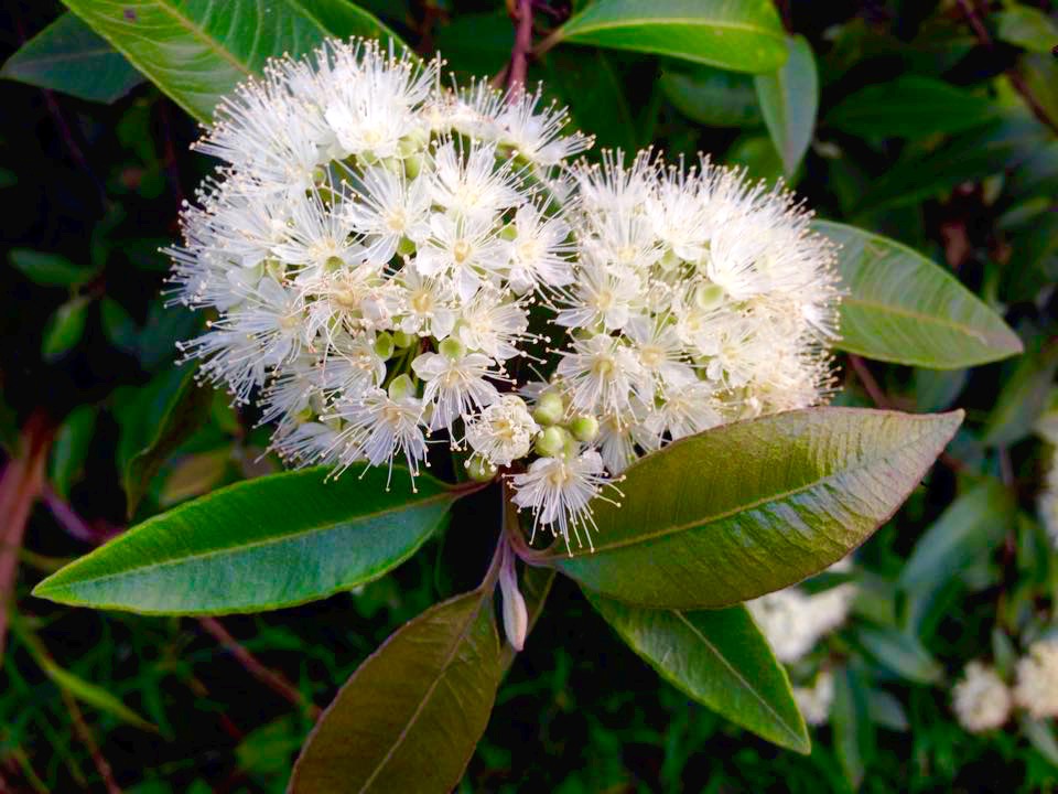 Grow Your Own Lemon Myrtle Small Green Things