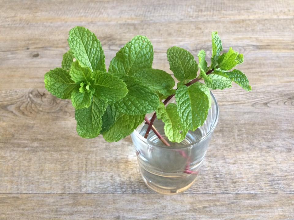 boiling mint leaves in water