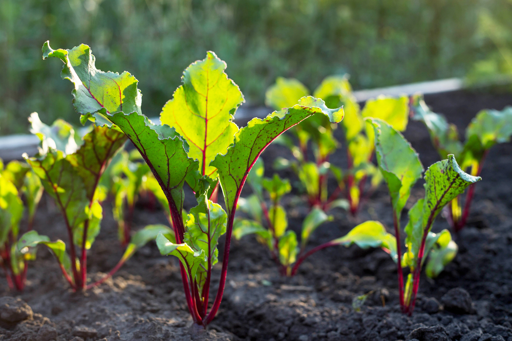 grow-your-own-beetroot-small-green-things