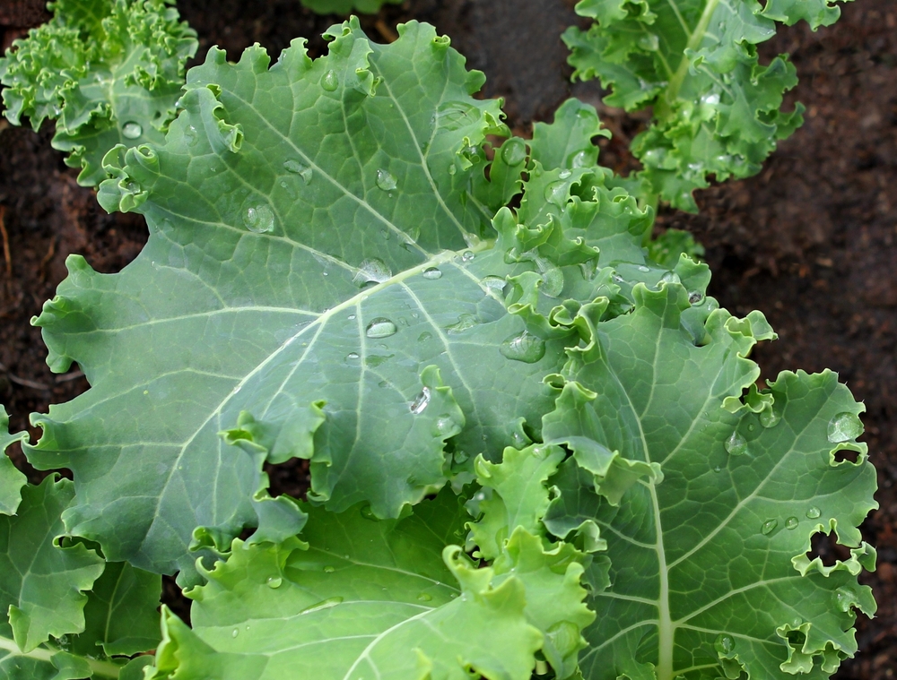 tall kale plant