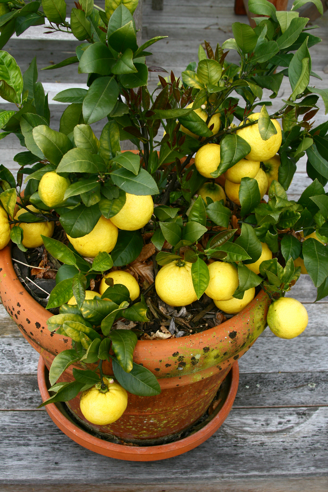 How to grow your own lemon tree small green things