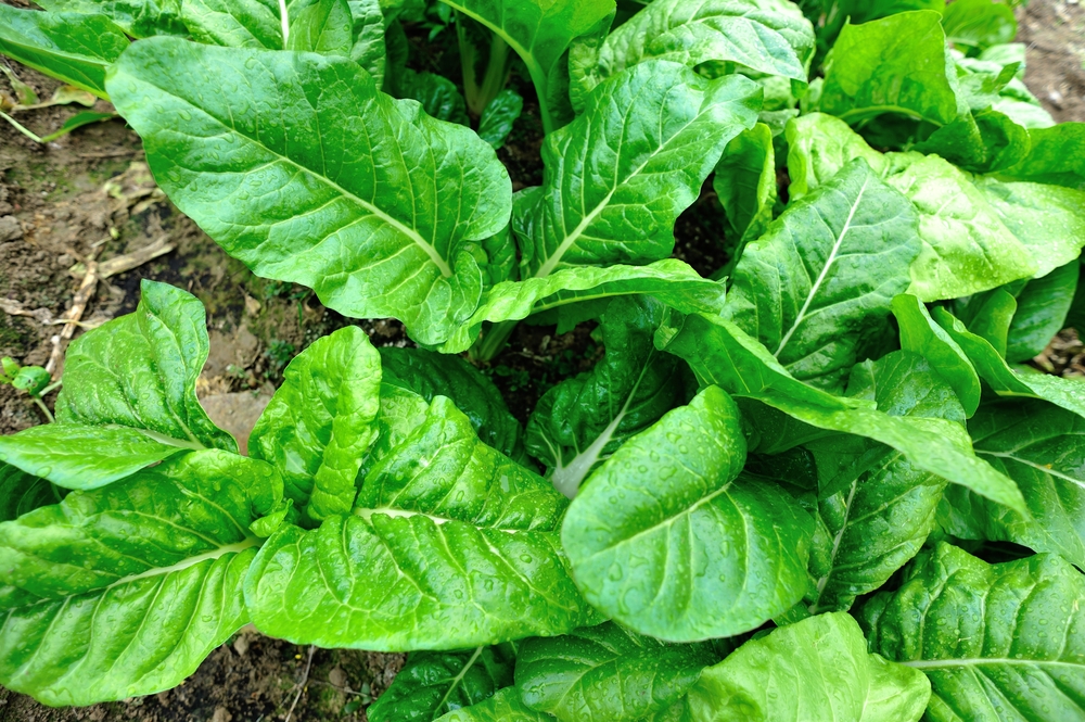 growing-silver-beet-small-green-things