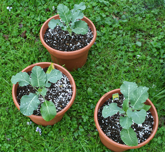 mini cauliflower seedlings