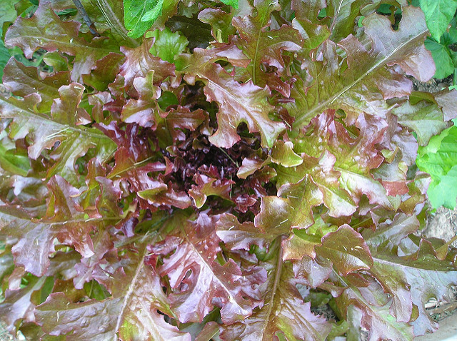 Grow Your Own Lettuce – Small Green Things