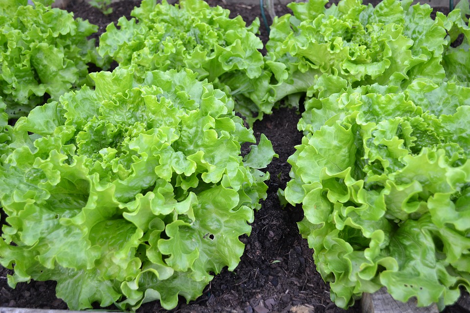 Grow Your Own Lettuce – Small Green Things