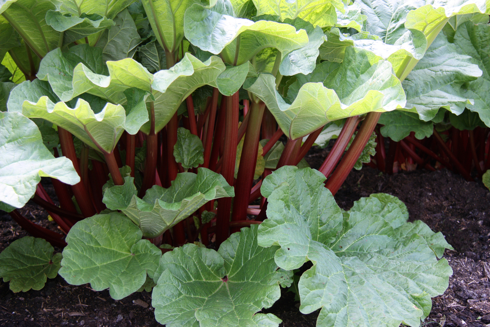 Crimson Cherry Rhubarb Care – Learn About Planting Crimson Cherry