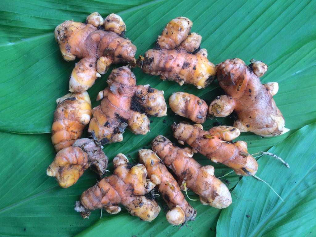 How to grow your own turmeric at home