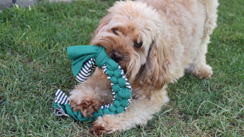 How To Make Your Own T Shirt Dog Toy Small Green Things