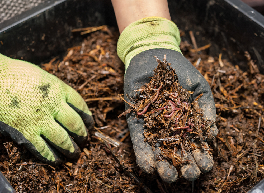 Worm farming a simple way to reduce your food waste small green things