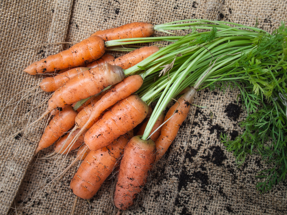 How to grow your own carrots – small green things